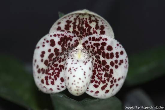 Paphiopedilum bellatulum