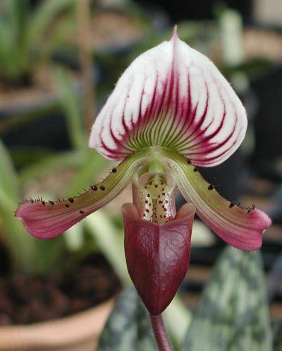 Paphiopedilum callosum