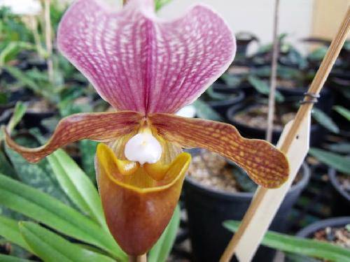 Paphiopedilum charlesworthii