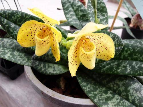 Paphiopedilum concolor