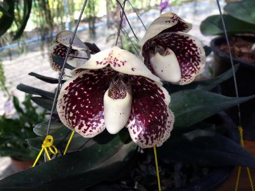 Paphiopedilum godefroyae