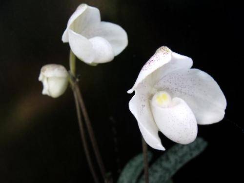 Paphiopedilum niveum