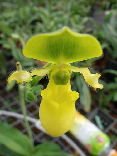 Paphiopedilum primulinum