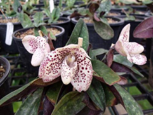 Paphiopedilum bellatulum