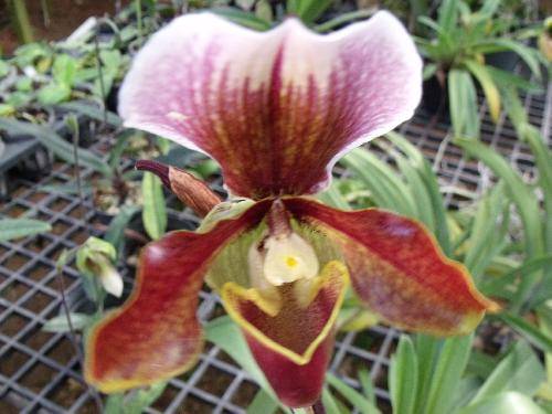 Paphiopedilum charlesworthii