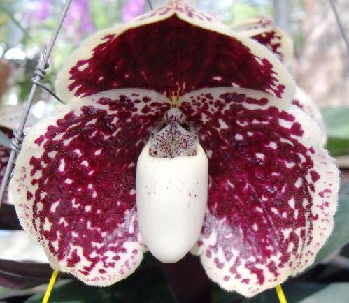 Paphiopedilum godefroyae