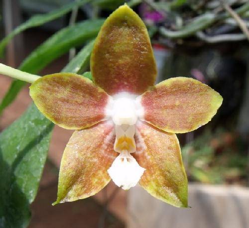 Phalaenopsis venosa