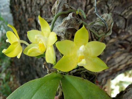 Phalaenopsis violacea, alba