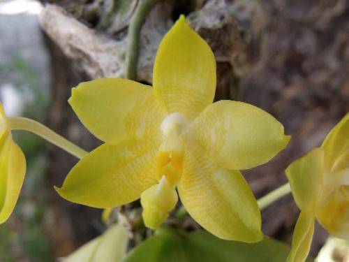 Phalaenopsis violacea, alba