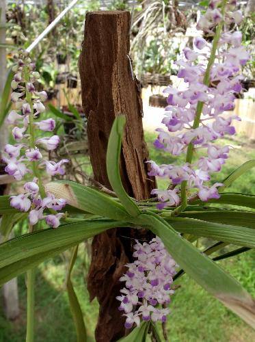 Rhyncostylis coelestis