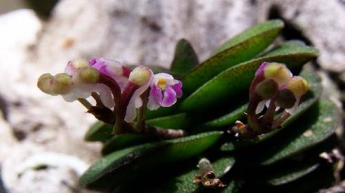 Schoenorchis fragrans