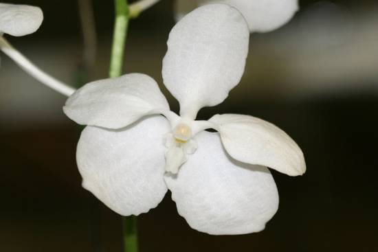 Vanda ustii