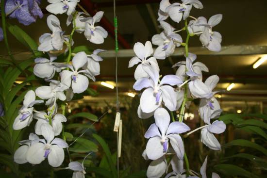 Vanda ustii