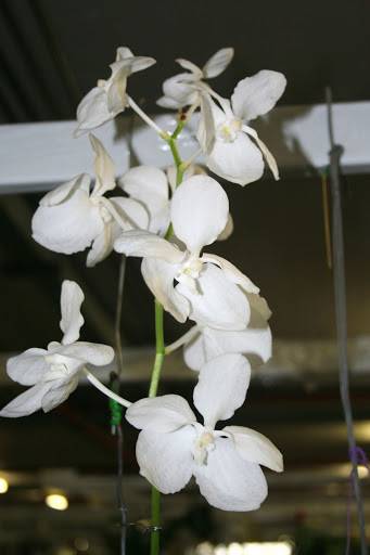 Vanda ustii