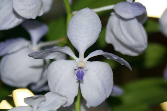 Vanda ustii