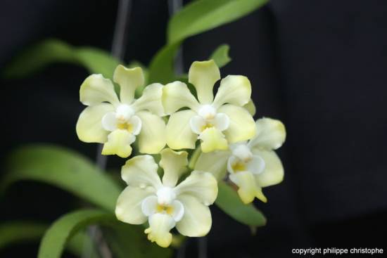 Vanda denisoniana