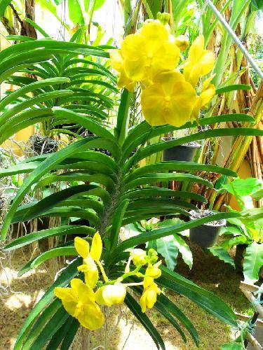 Vanda Jakrit Gold