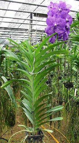 Vanda ustii