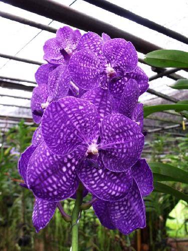 Vanda ustii