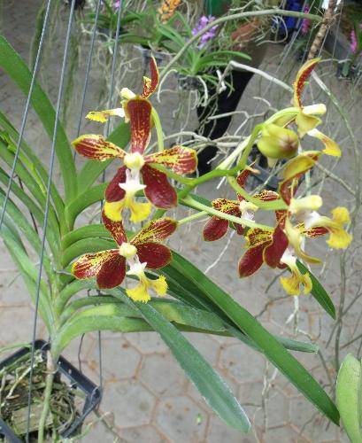 Vanda roeblingiana