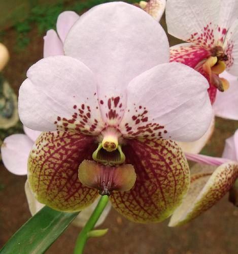 Vanda ustii