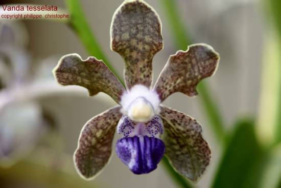 Vanda tessellata