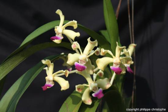 Vanda ustii