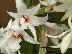 x Dendrobium draconis
