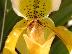 Paphiopedilum exul