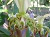 Paphiopedilum parishii