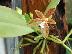 Phalaenopsis cornucervi