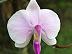 Phalaenopsis lowii