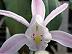 Pleione praecox