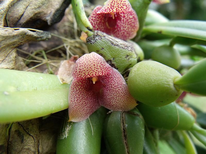 Resultado de imagem para Trias orchid