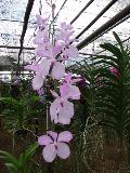 Vanda coerulea, rosa