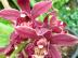 Cymbidium Hybrid