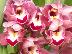 Cymbidium Hybrid