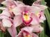 Cymbidium Hybrid