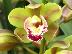 Cymbidium