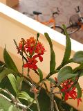 Epidendrum Hybrid