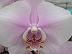 Phalaenopsis princess chulabhorn