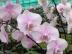 Phalaenopsis princess chulabhorn