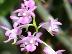 Aerides crassifolia