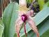 Bulbophyllum echinolabium