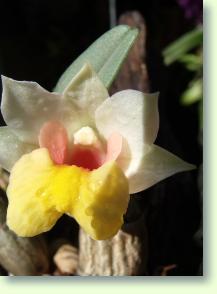 Dendrobium bellatulum