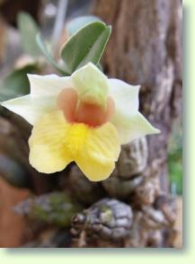 Dendrobium bellatulum