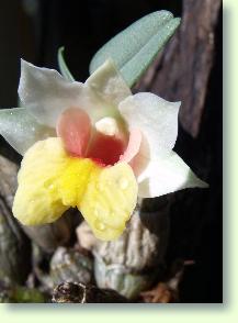 Dendrobium bellatulum