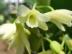 Dendrobium platycaulon