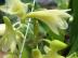 Dendrobium platycaulon