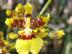 Oncidium sphacelatum